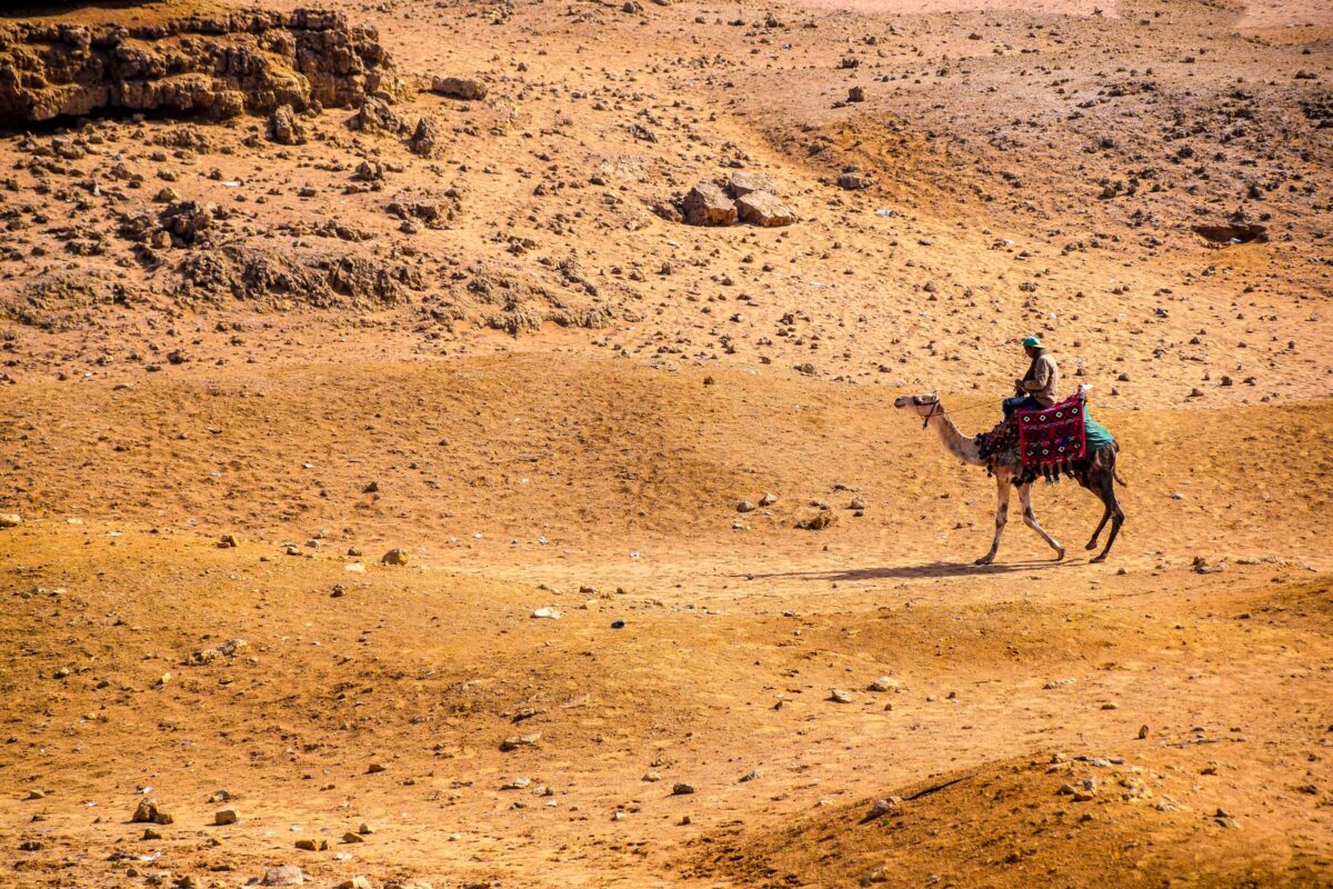 man riding camel on brown sand during daytime