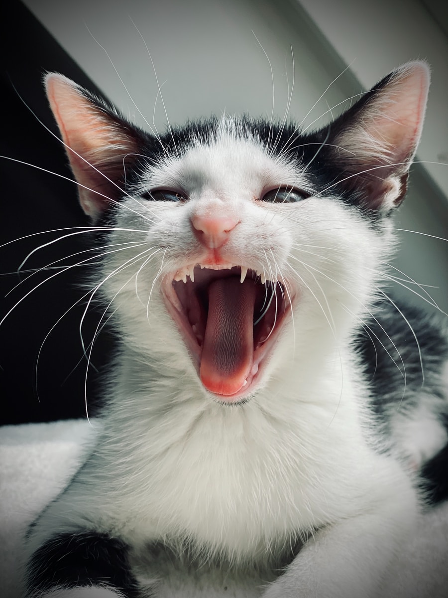 white and black cat with red mouth open