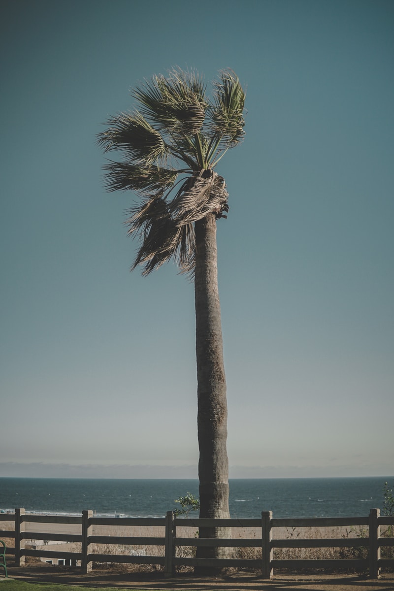 brown and green palm tree
