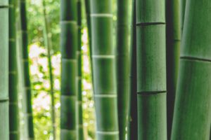 green bamboo tree during daytime