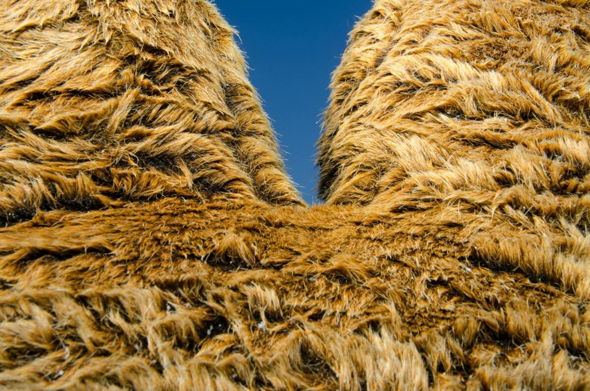 Detailed close-up of a camel's fur, showcasing texture and color against a blue sky.