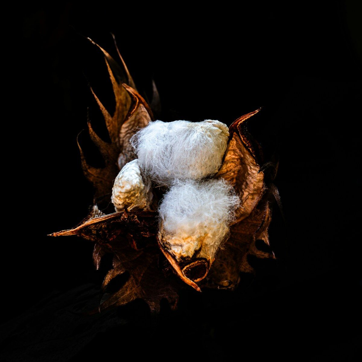 A close-up view of a cotton boll on black background